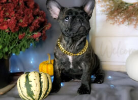 frenchton bulldog puppies