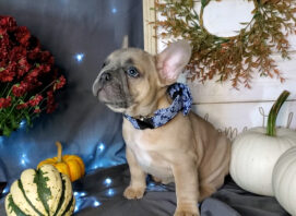 frenchton bulldog