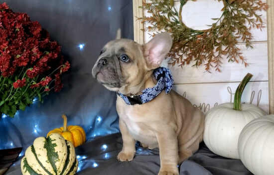 frenchton bulldog