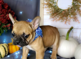 frenchton bulldog