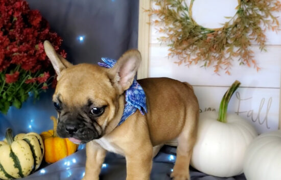 frenchton bulldog