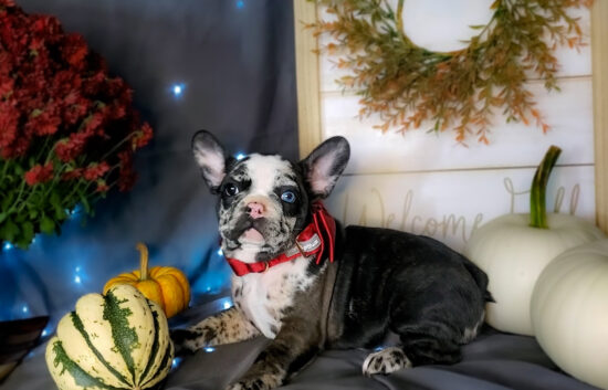 flashy harlequin merle