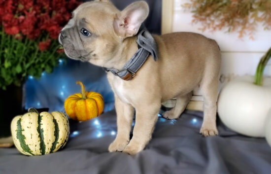 frenchton bulldog puppies 2023